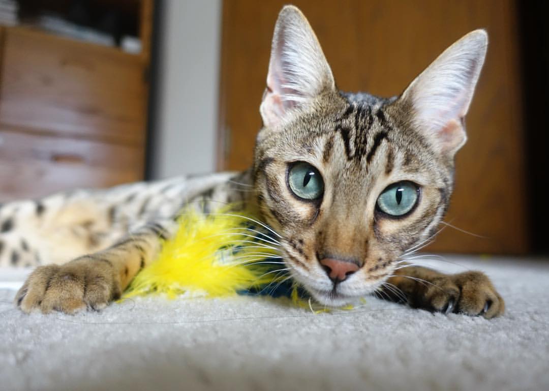 九游下载官网-国际乒联混合团体世界杯：澳大利亚队如何与世界强队比拼，国际乒联世界巡回赛澳大利亚公开赛