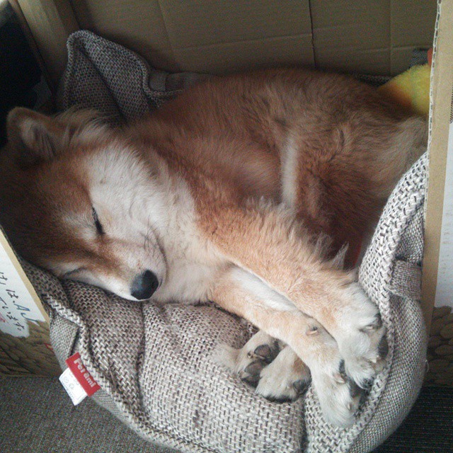 奥运体操项目动作难度系数评估更新，奥运体操最难动作