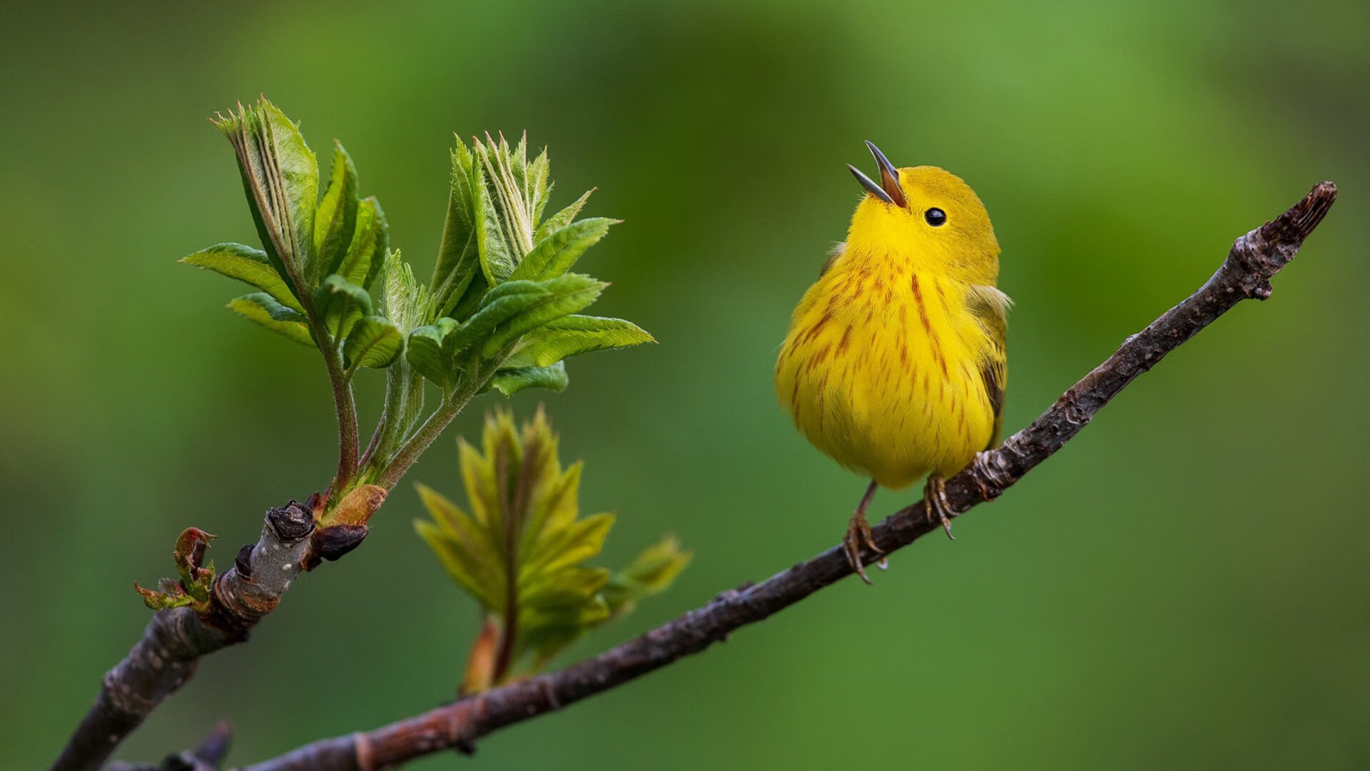 九游娱乐-快攻中节奏精准是否优先于速度冲击，快节奏进攻和冷静创造进球机会