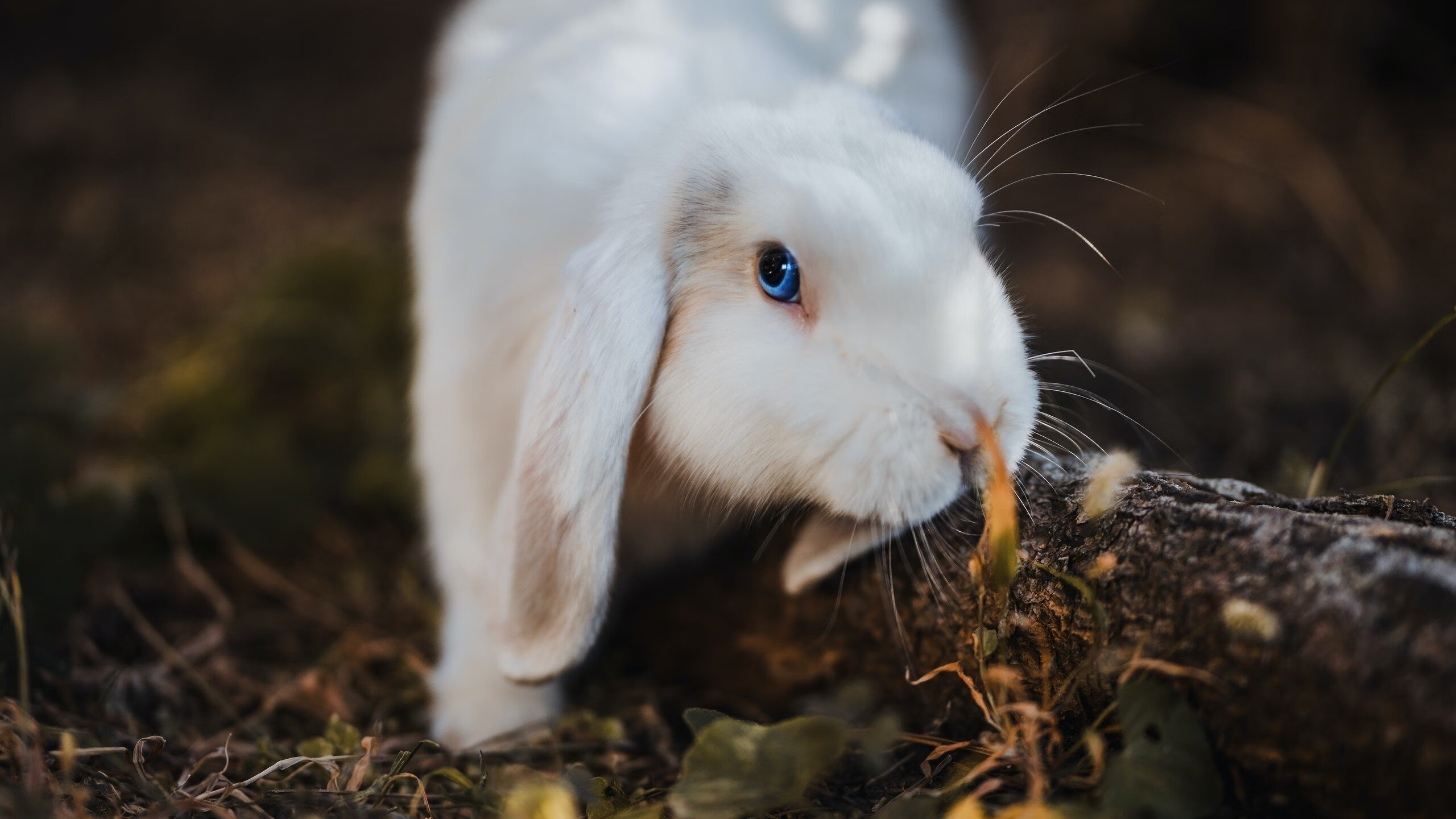 战队选手专访曝光幕后训练细节粉丝倍感心酸，战队风采展示
