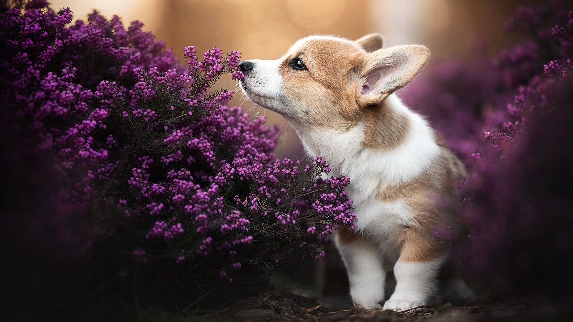 九游sports-拜仁高位逼抢成功率居高，拜仁高层