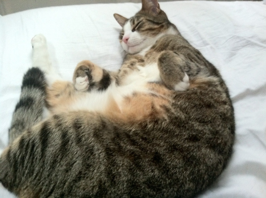 JIU YOU GAME-未来展望：瑞典乒乓球队如何迎接更强对手的挑战，瑞典乒乓球冠军是谁