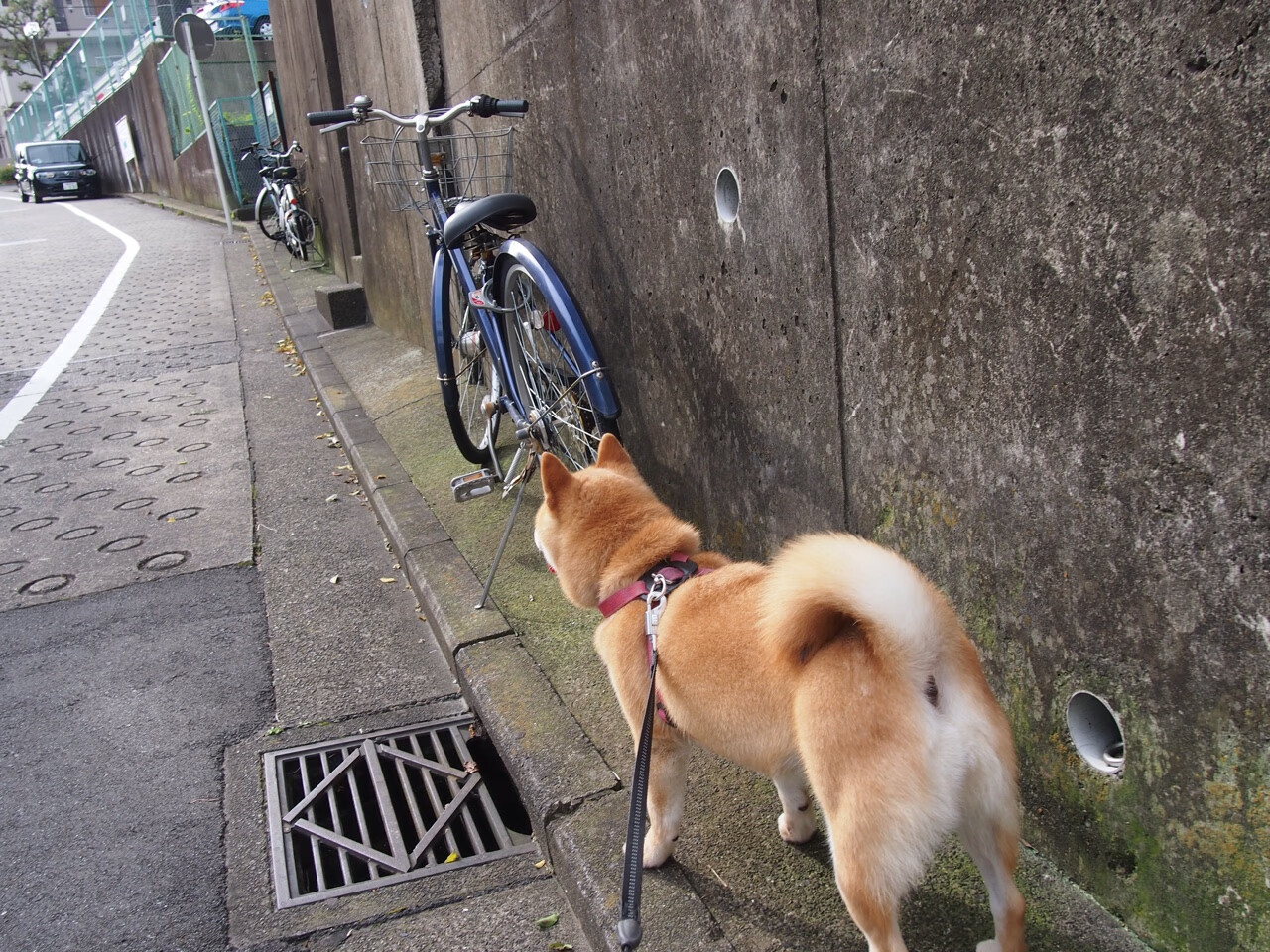 澳大利亚团队赛制分析:团体合作如何弥补个人弱点,澳大利亚队员