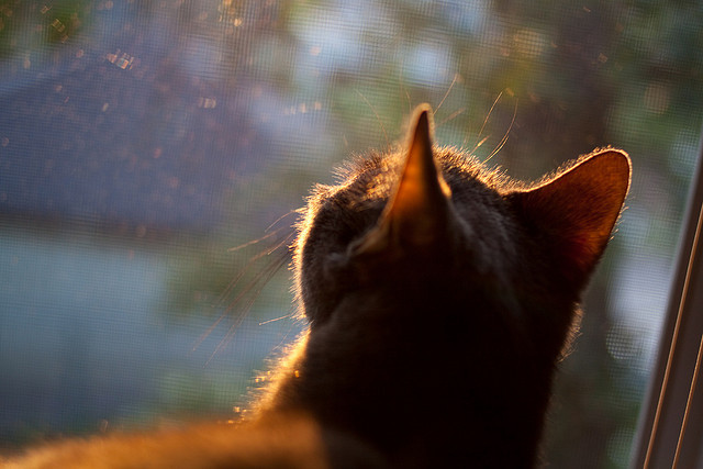 九游（jiuyou.com）游戏-女子橄榄球成英格兰新投资焦点，女子橄榄球员