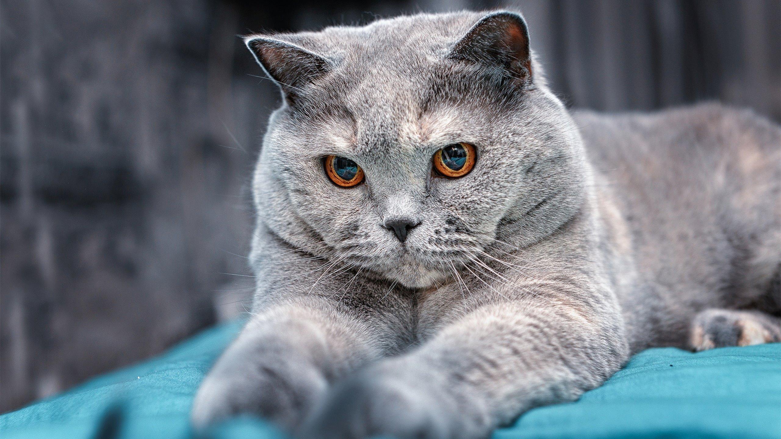 希腊女篮在欧洲锦标赛中积极备战，争夺奖牌在望，希腊女球迷