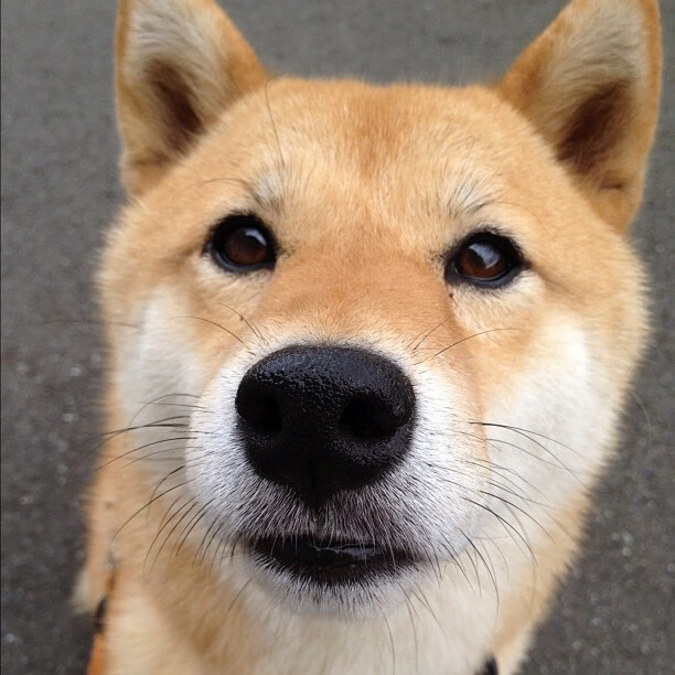 曼联在主场大胜，争夺联赛冠军希望升腾