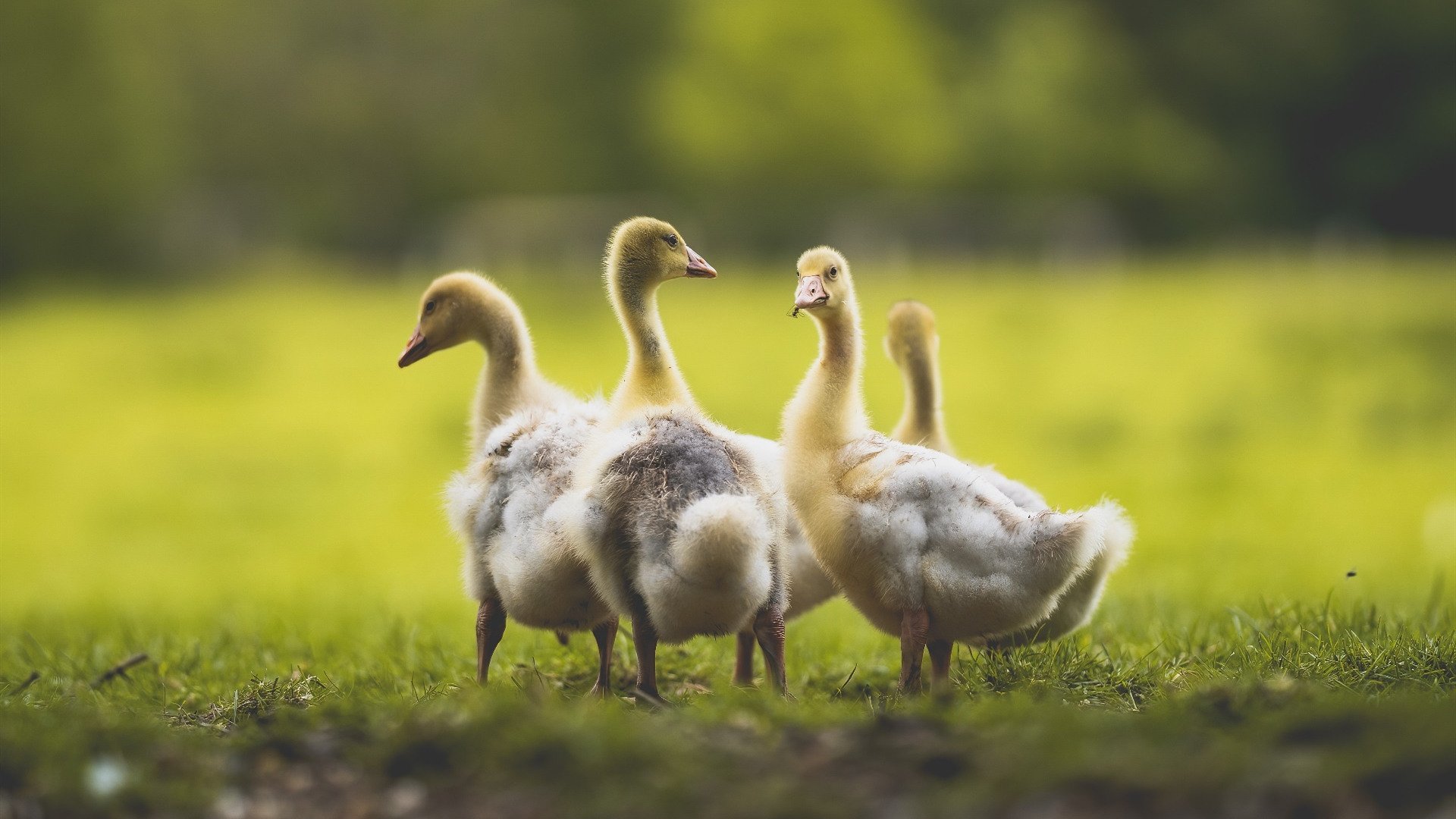 JiuyouAPP下载-法甲高潮迭起：精彩配合不断刷新纪录，法甲激烈