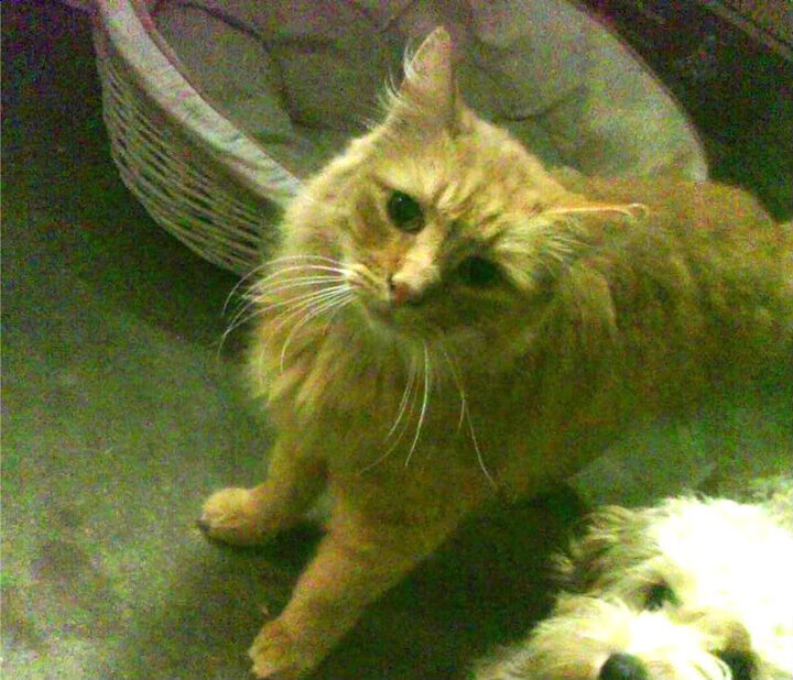 九游娱乐官网 (jiuyou)-社区足球活动丰富多彩，推动全民健身行动，足球进社区活动策划书