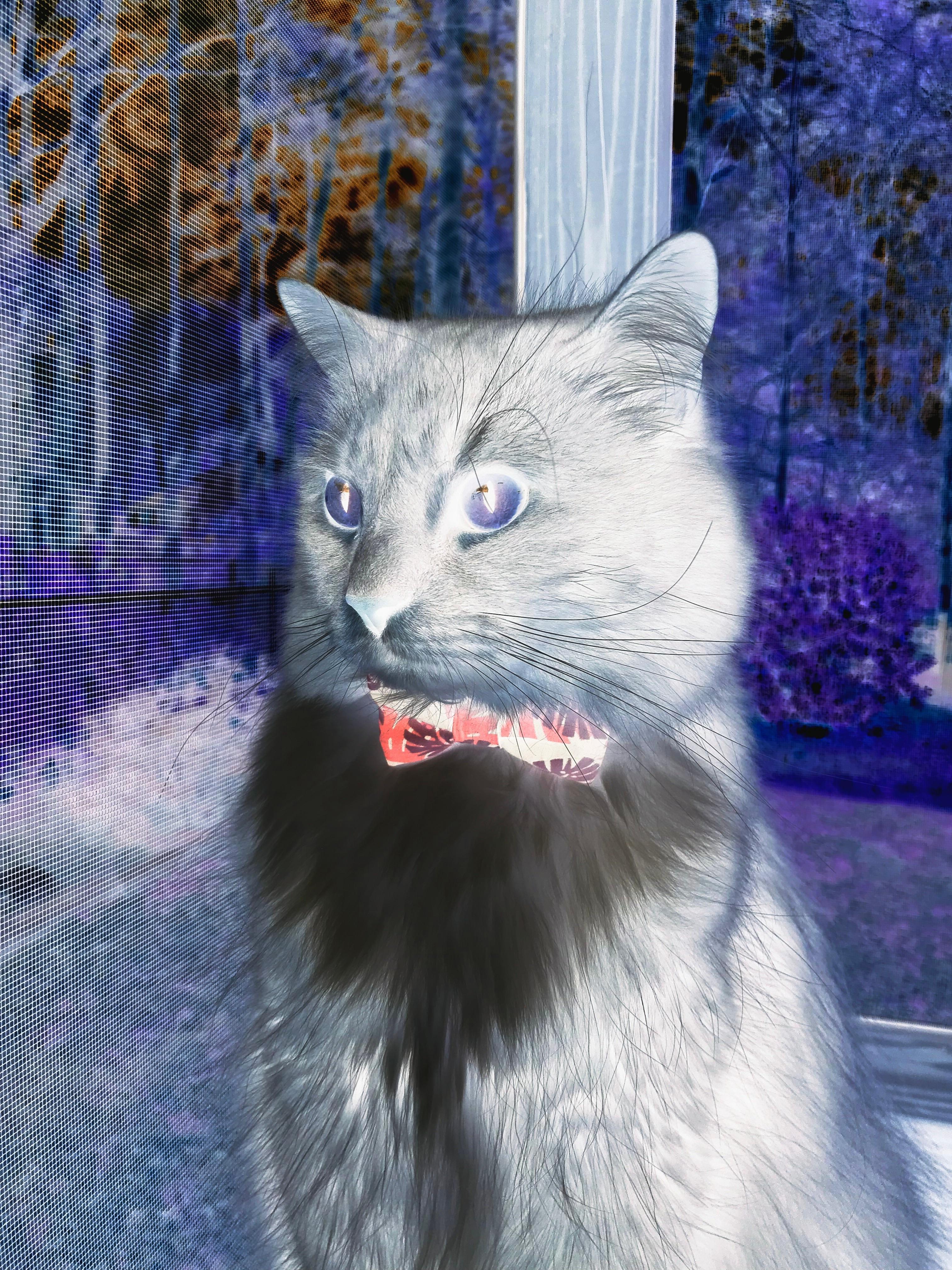 美洲杯激战持续：明星闪耀，精彩纷呈！，美洲 杯